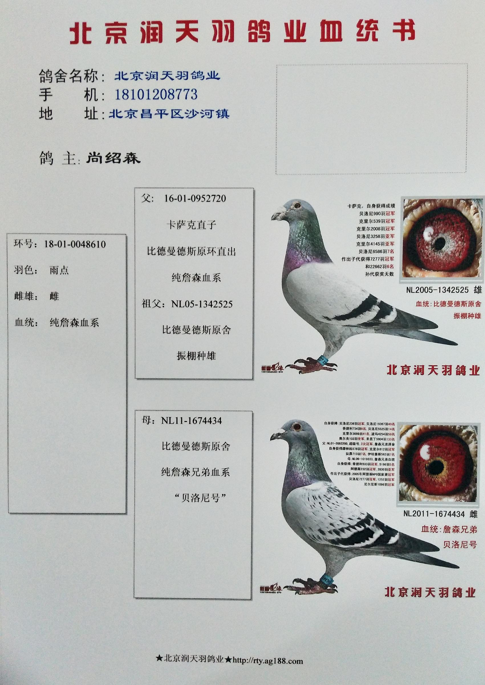 润天羽尚绍森 - 中信网铭鸽展厅 www.ag188.com