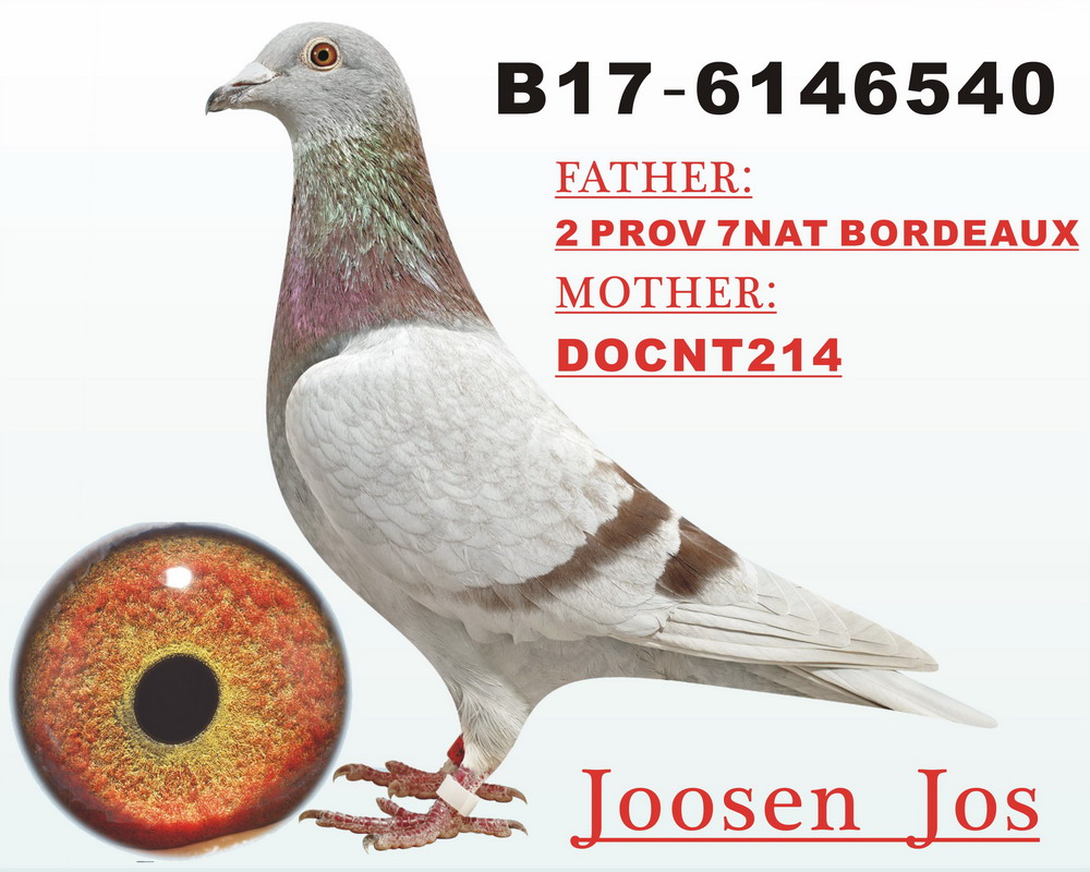 信鸽在线拍卖平台 - 中国信鸽信息网