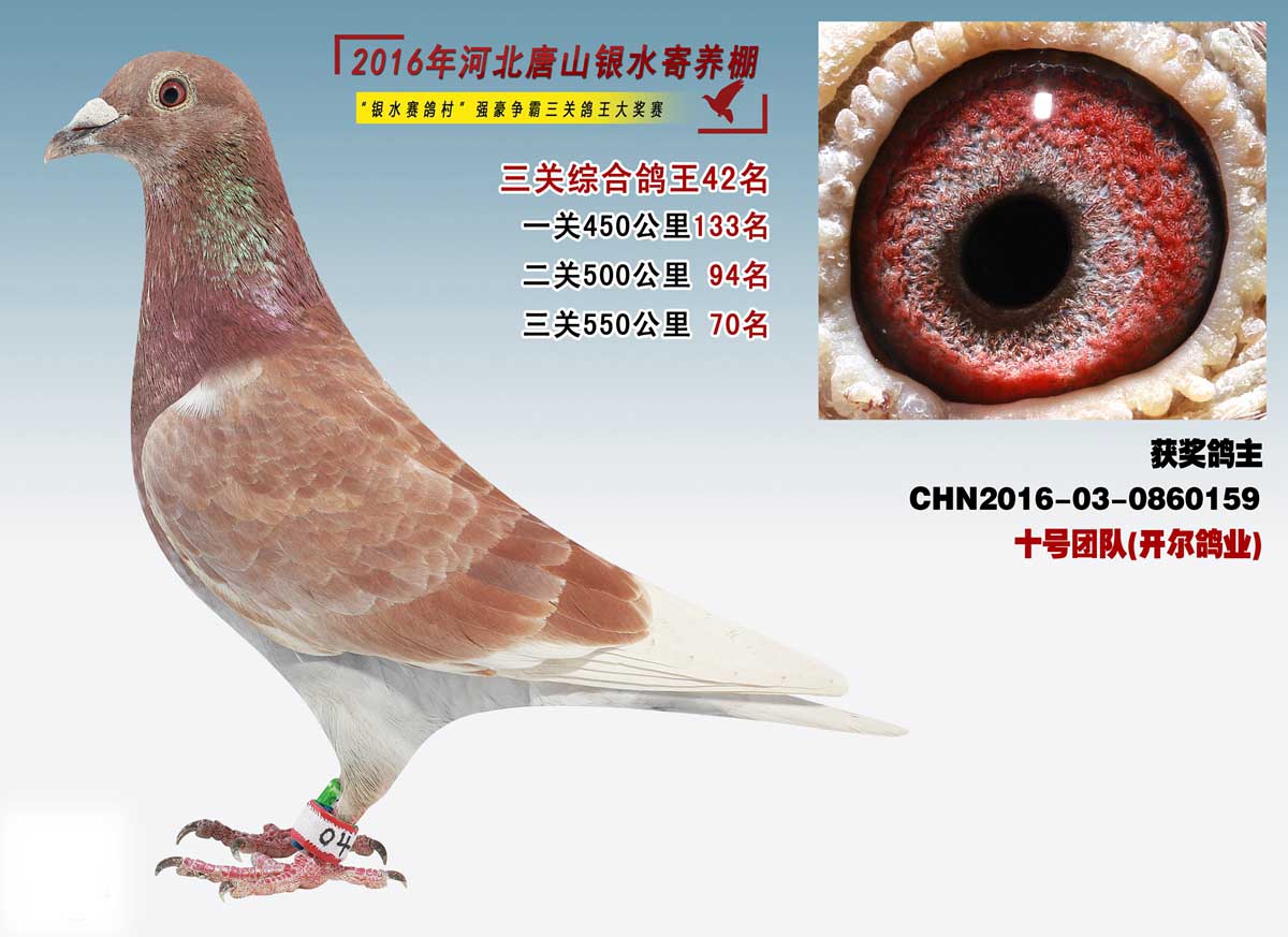 唐山开尔鸽业 - 中信网铭鸽展厅 www.ag188.com