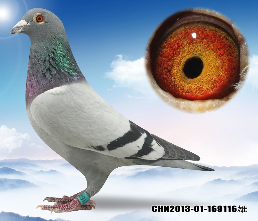 >> 查看拍卖商品