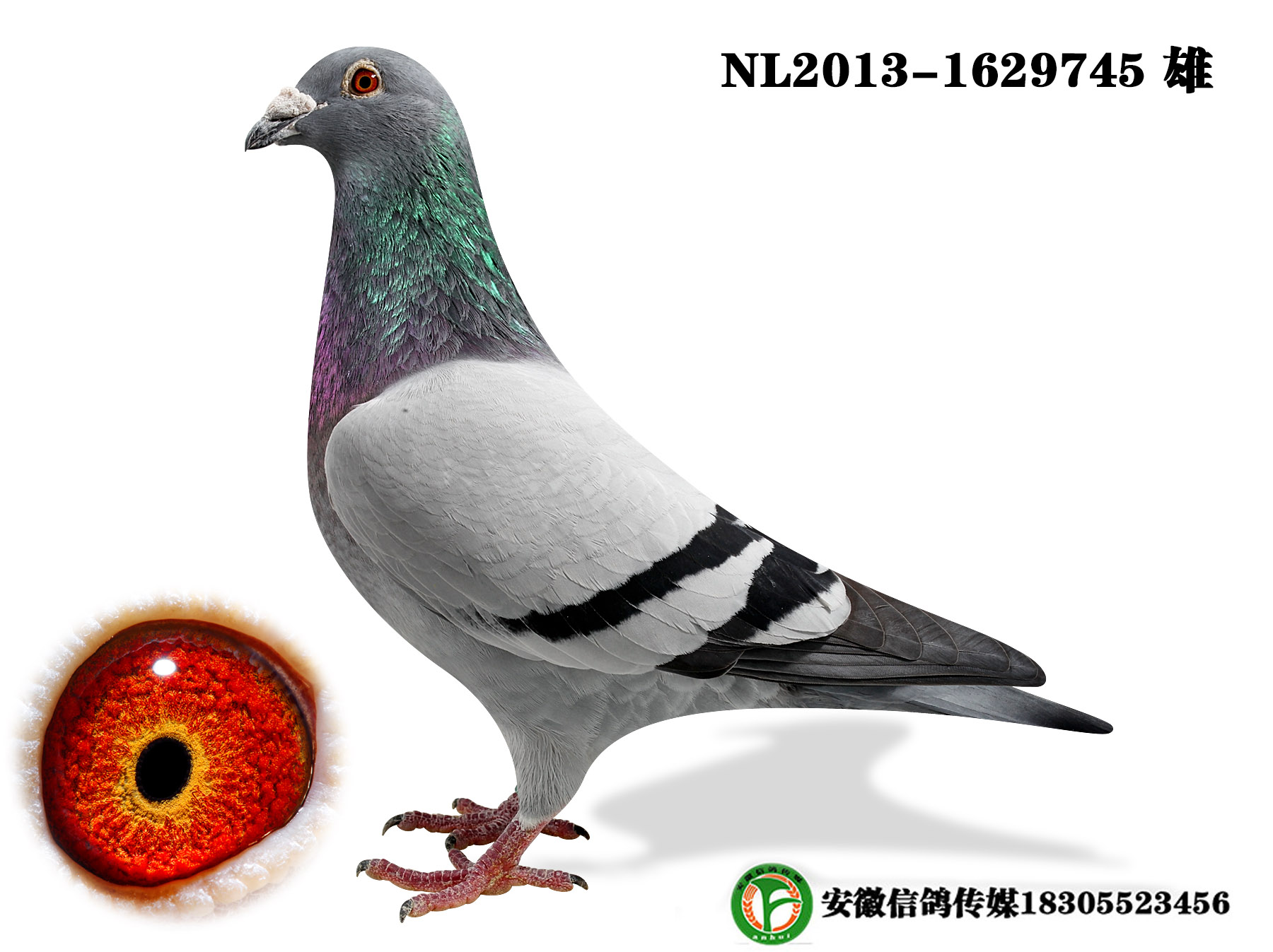 彼得文斯特拉