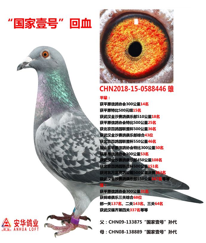 山东安华鸽业 - 中信网铭鸽展厅 www.ag188.com