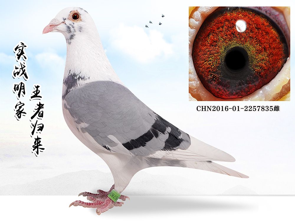 北京嘉翼德信鸽传媒 - 中信网铭鸽展厅 www.ag188.com