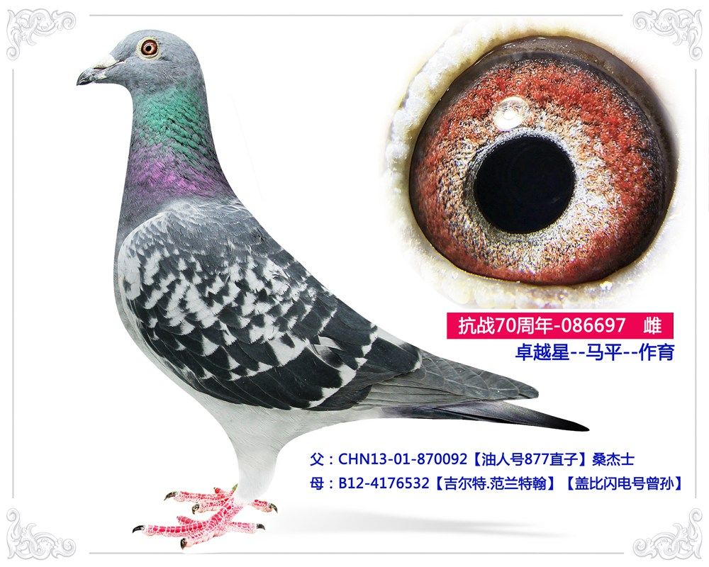 信鸽在线拍卖平台 - 中国信鸽信息网