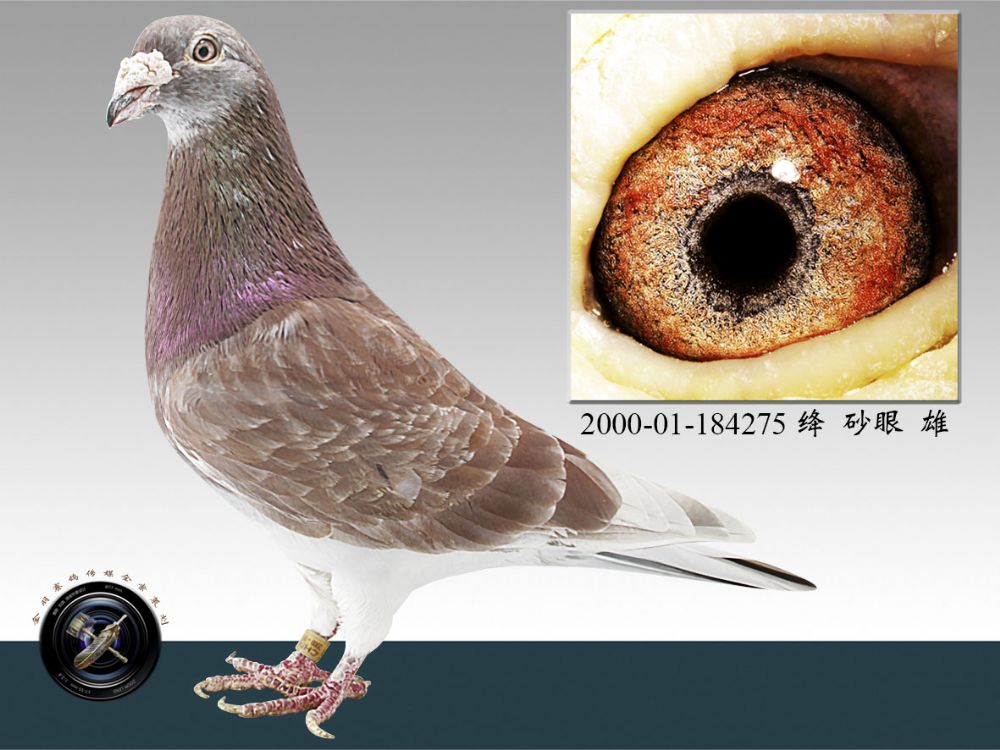 信鸽在线拍卖平台 - 中国信鸽信息网