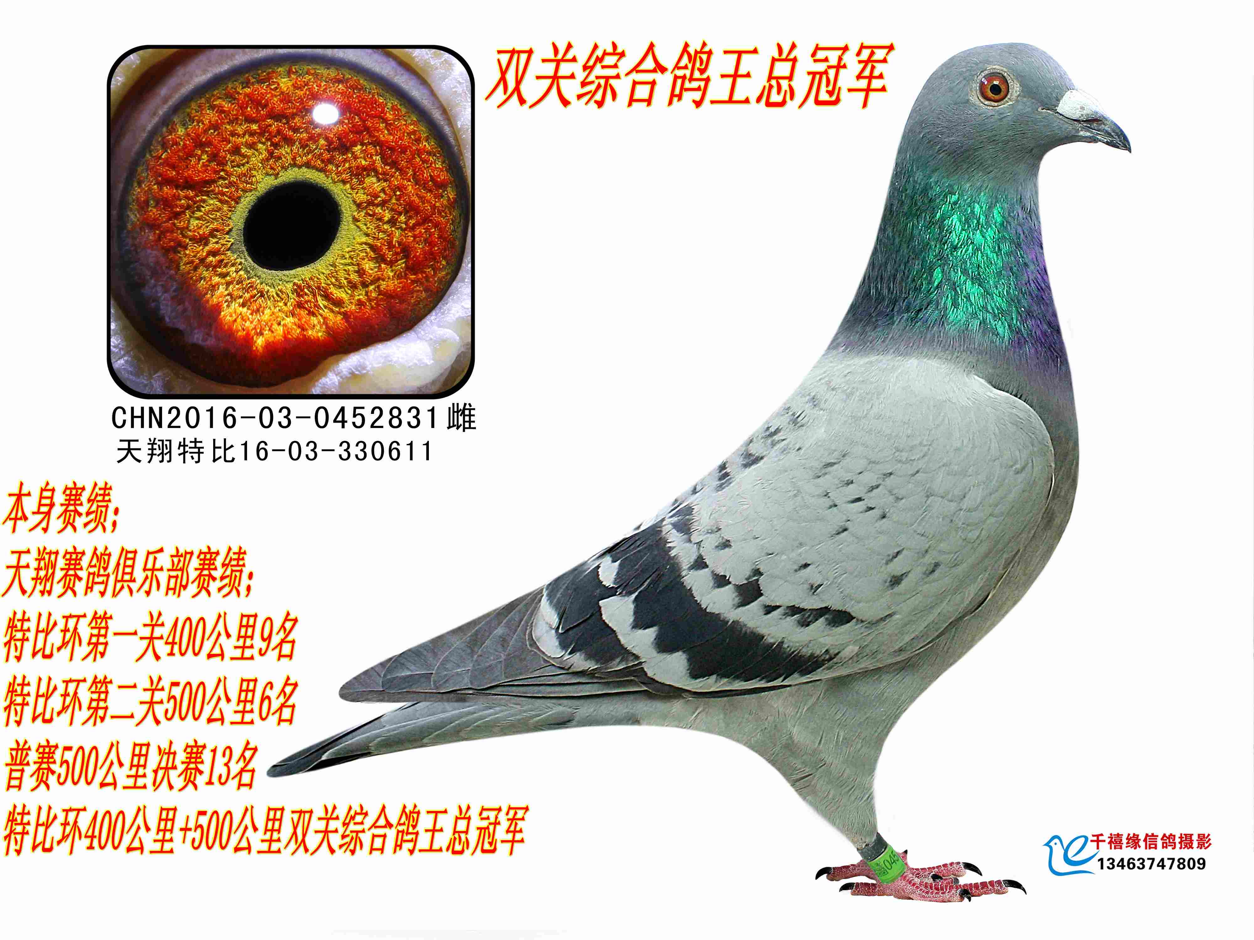 全平辈双关鸽王冠军
