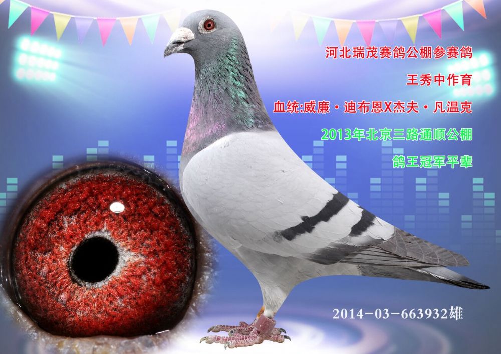 北京鸽天下铭鸽展厅图片