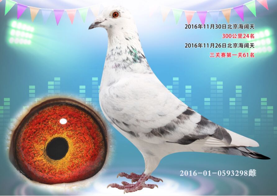 北京信鸽文化传媒 - 中信网铭鸽展厅 www.ag188.com