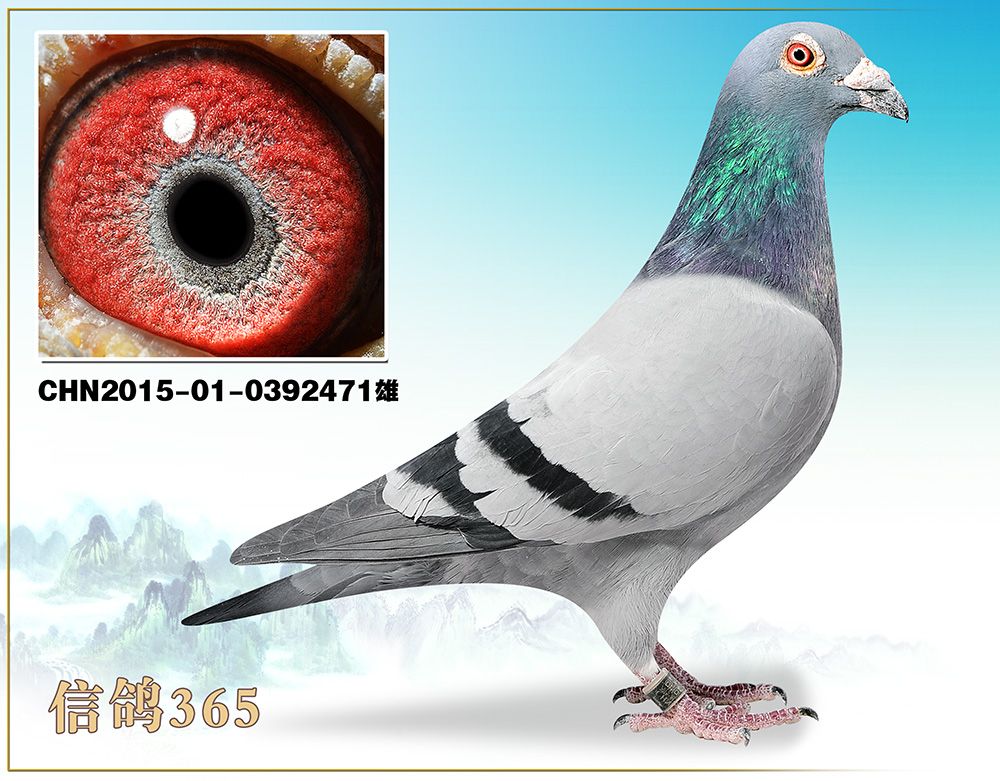 信鸽在线拍卖平台 - 中国信鸽信息网