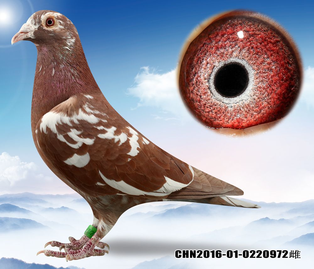 >> 查看拍卖商品