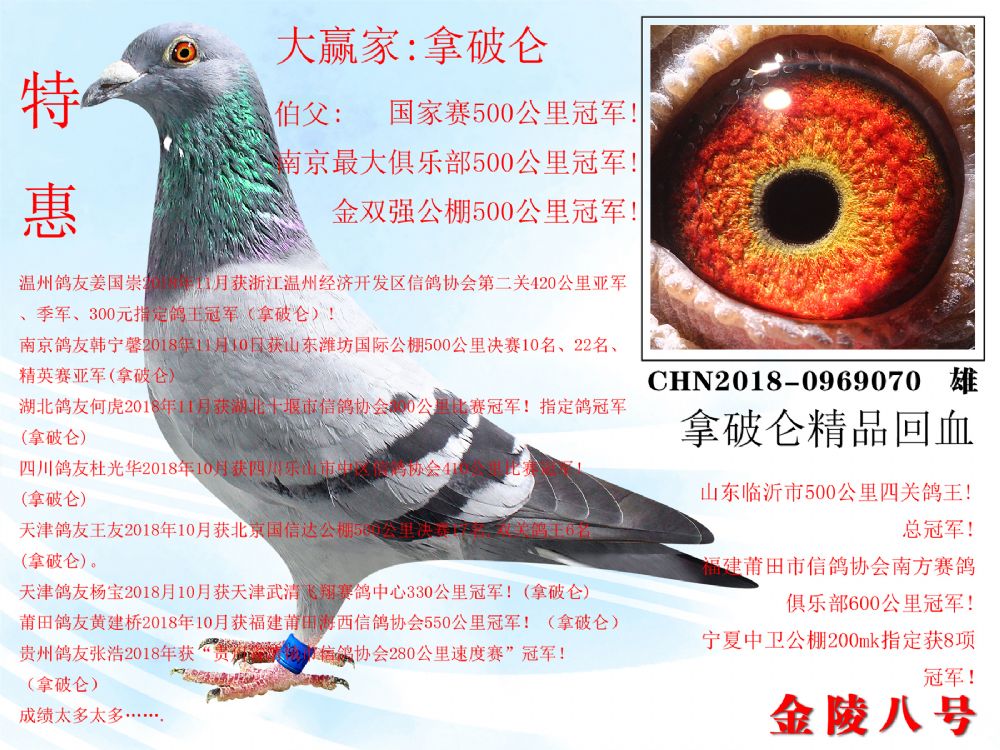 信鸽在线拍卖平台 - 中国信鸽信息网