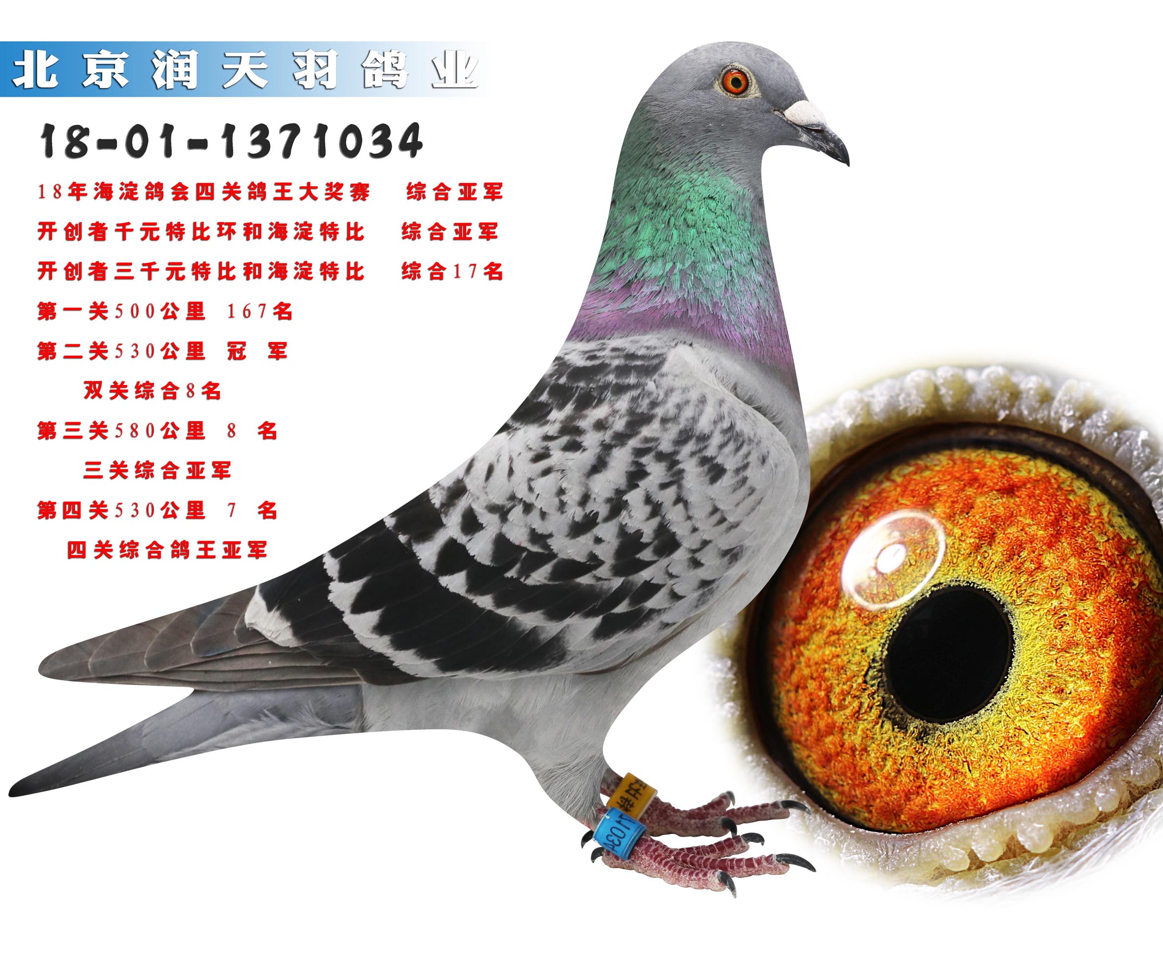 长江鸽业镇棚种鸽图片图片