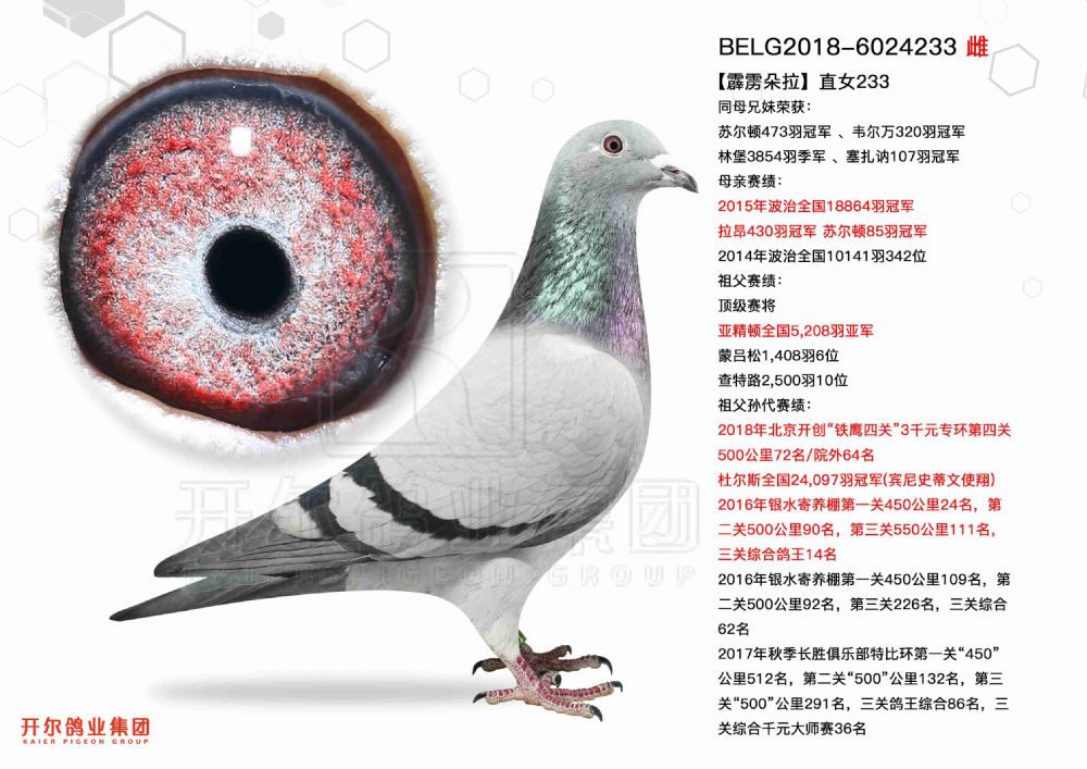 36号belg2018-6024233