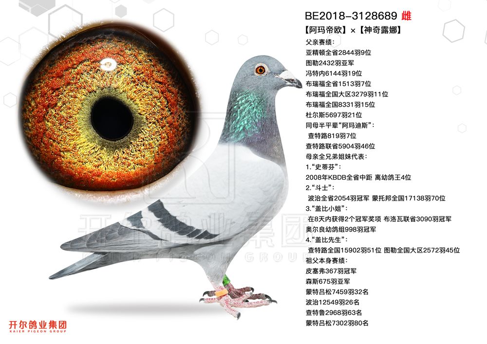 68号belg2018-3128689