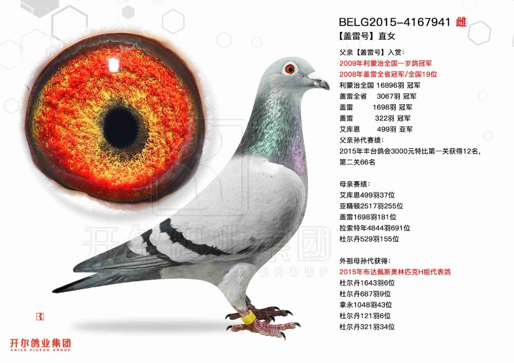 114号belg2015-4167941