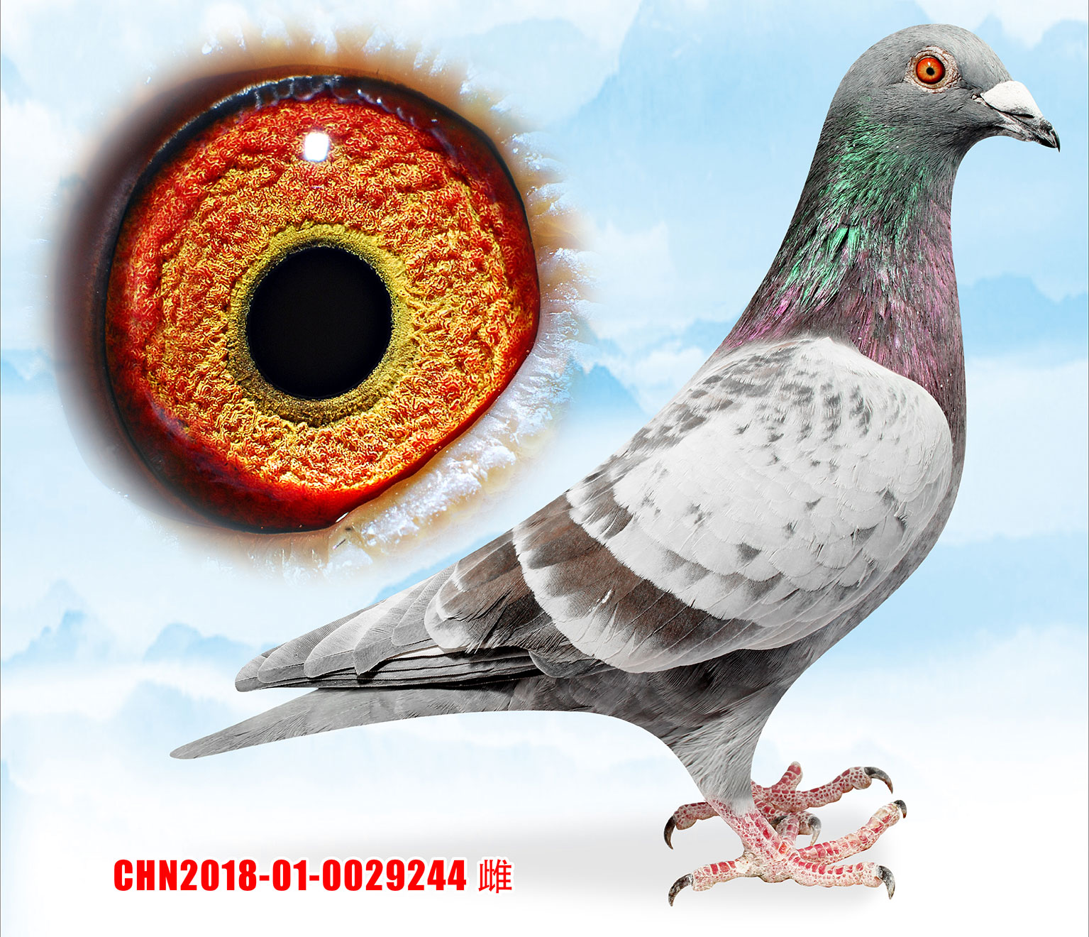 信鸽在线拍卖平台 - 中国信鸽信息网