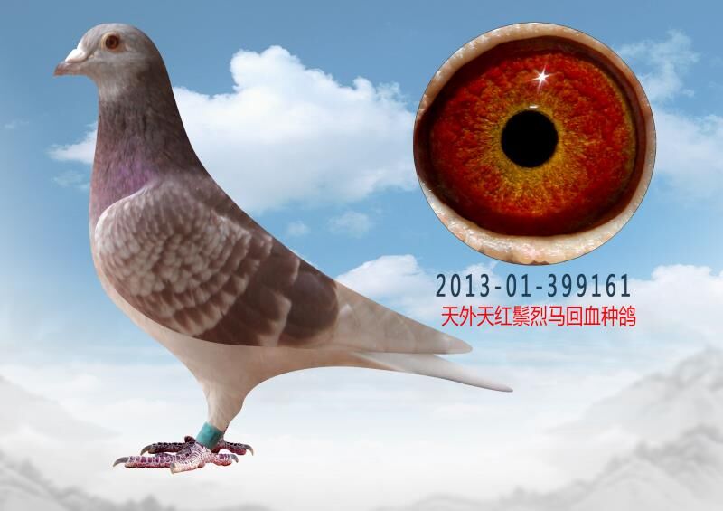 信鸽拍卖首页 拍卖专题 >> 查看拍卖商品   天外天红狐