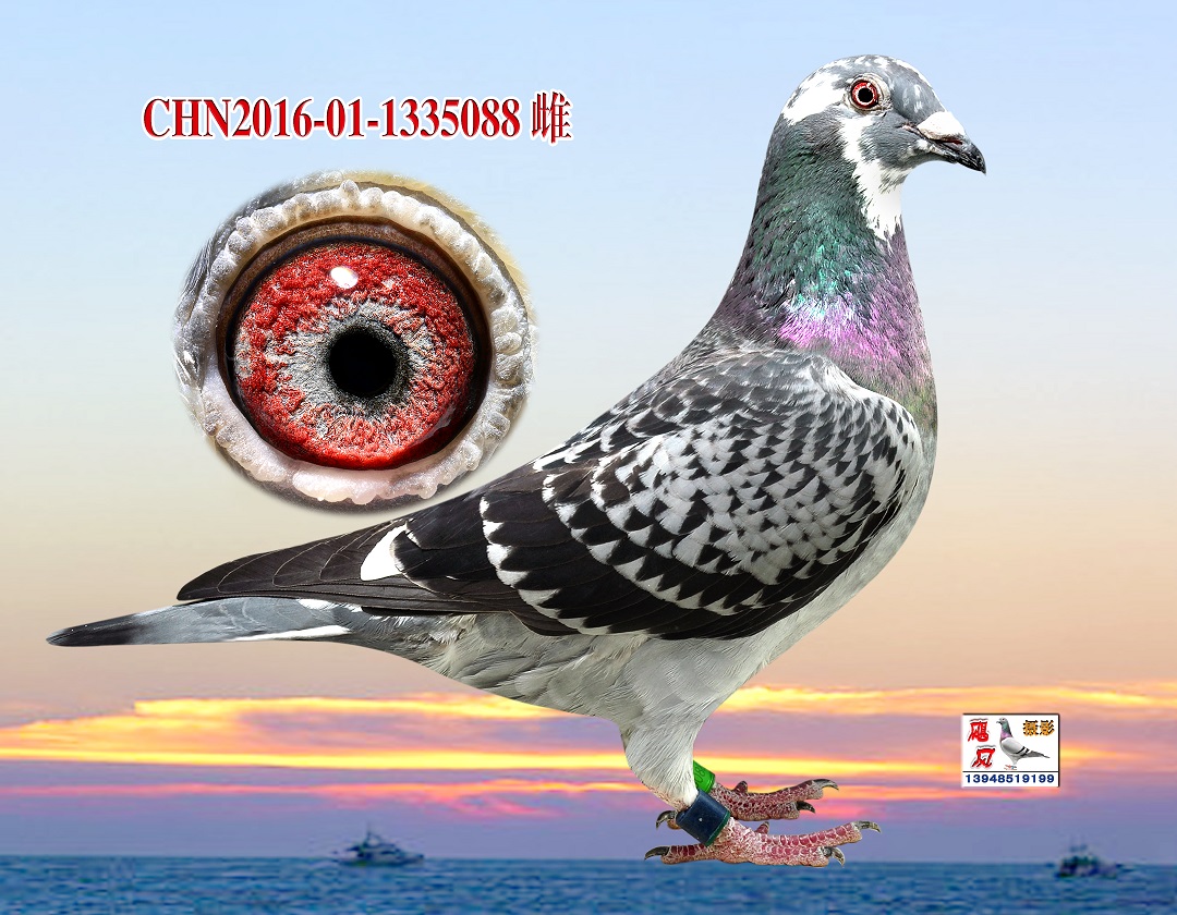 台湾强速鸽舍 - 中信网铭鸽展厅 www.ag188.com