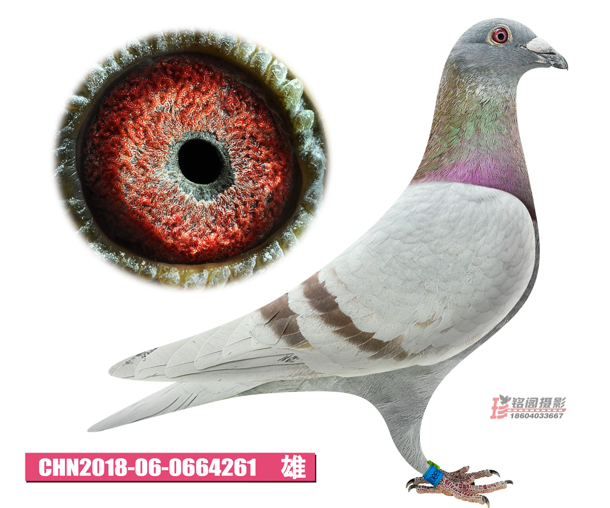 >> 查看拍卖商品