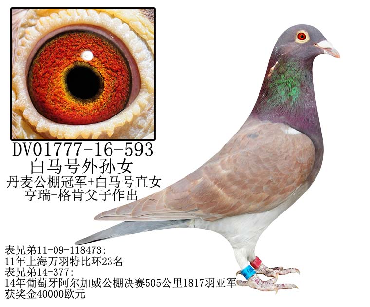 信鸽在线拍卖平台 - 中国信鸽信息网