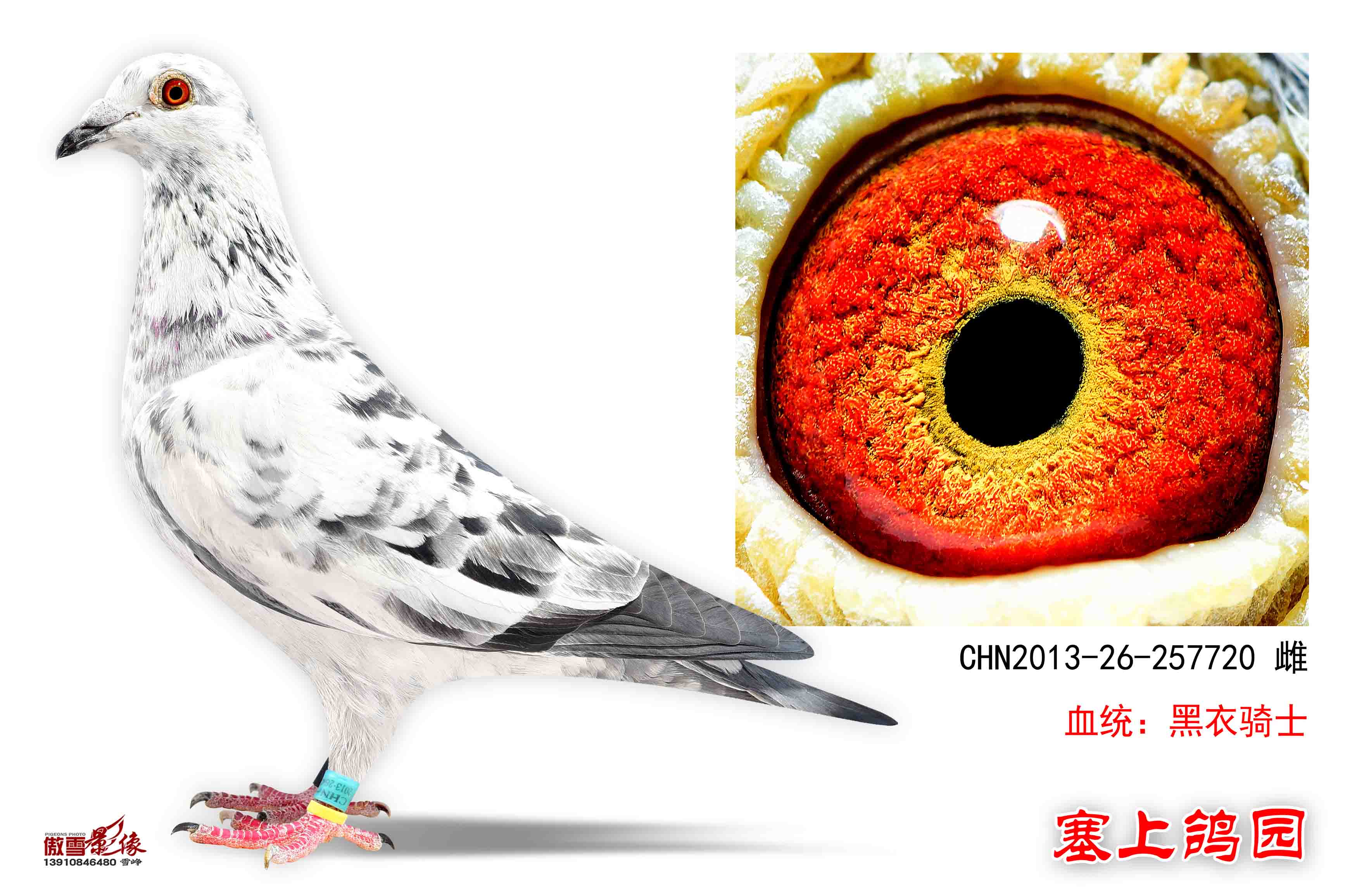 信鸽在线拍卖平台 - 中国信鸽信息网