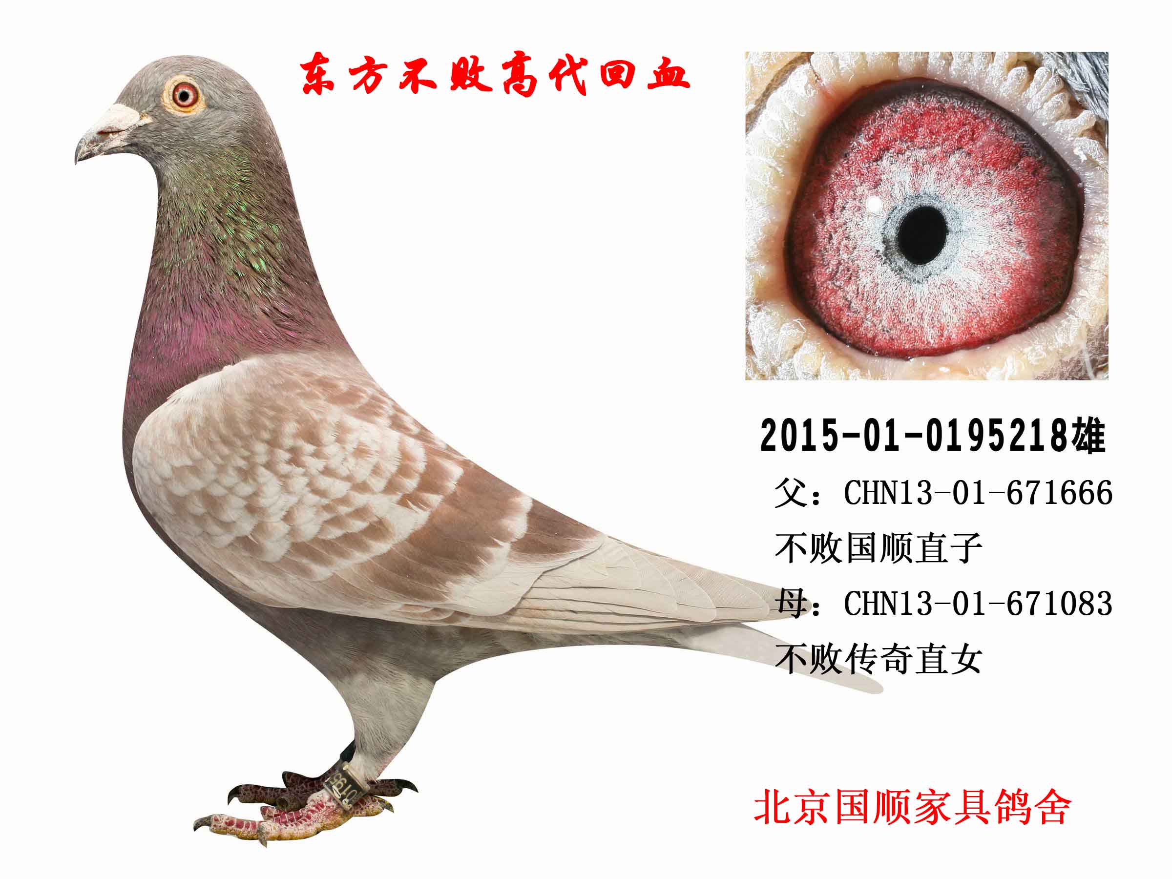 信鸽在线拍卖平台 - 中国信鸽信息网