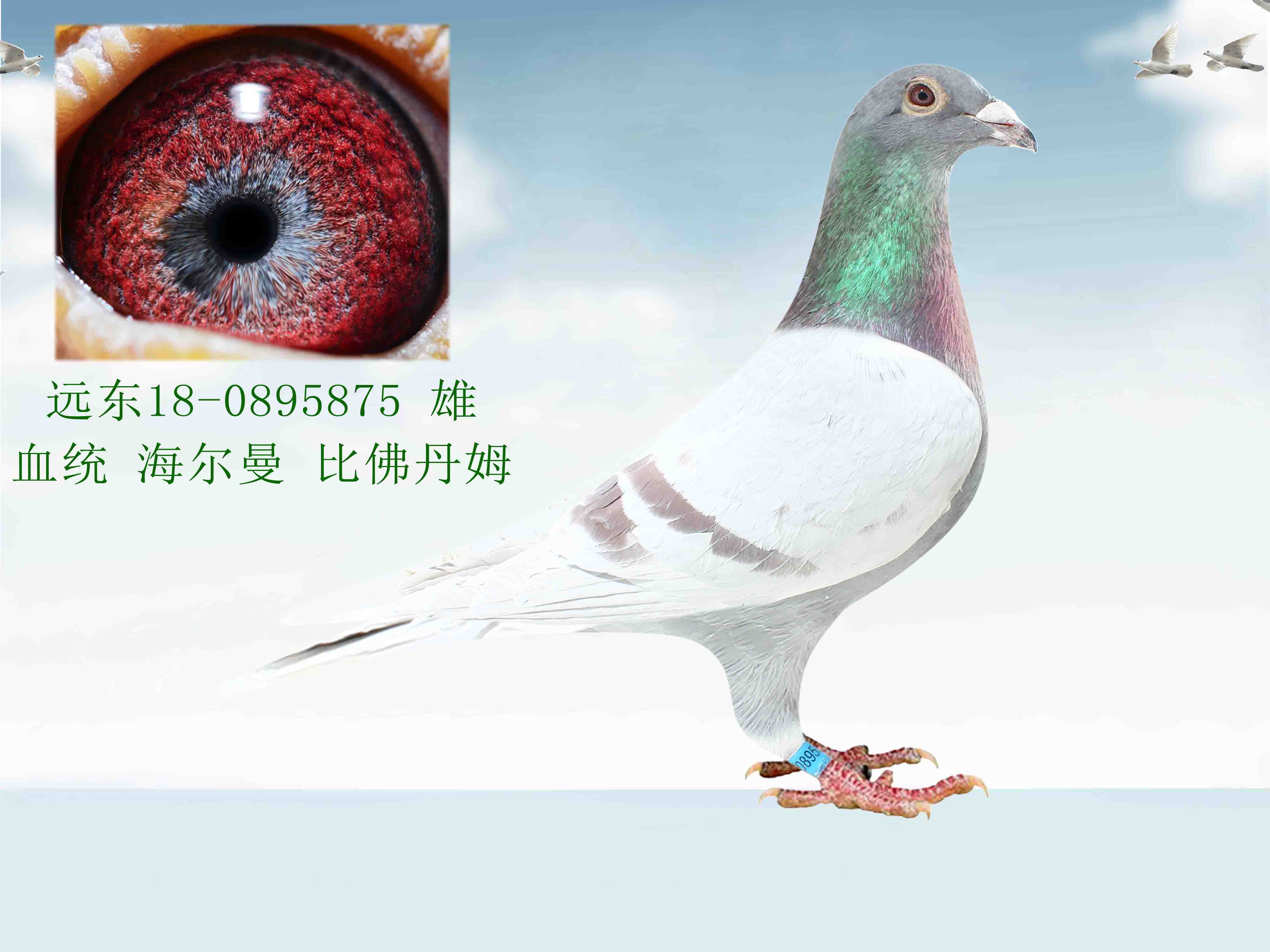 铭 鸽  新鸽上架  推荐铭鸽  定价鸽  信鸽拍卖 黄金配对   网上展 