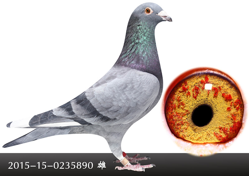 信鸽在线拍卖平台 - 中国信鸽信息网