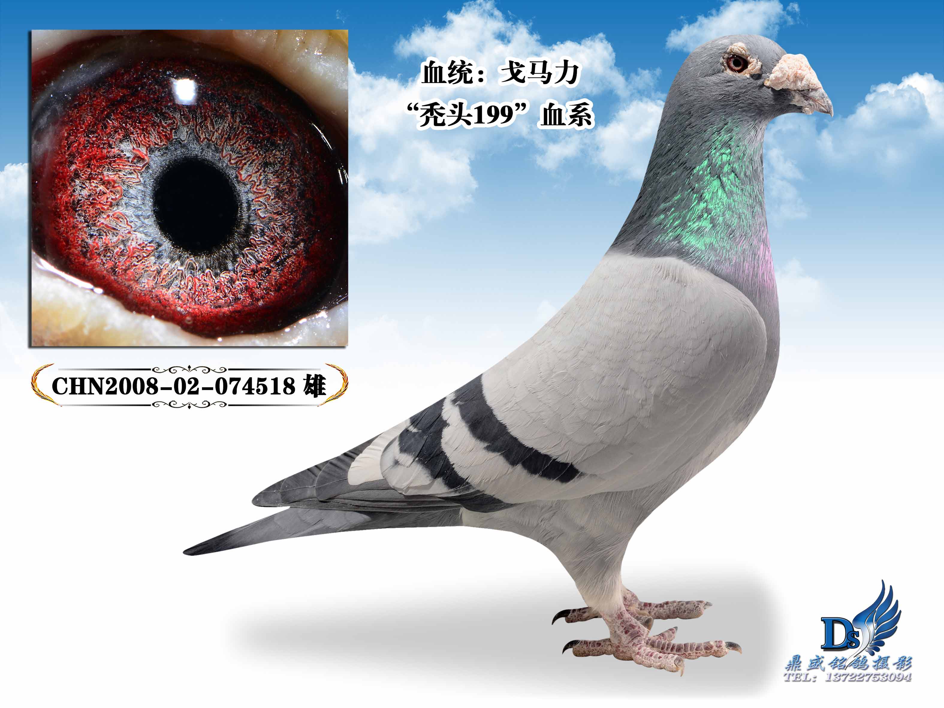 信鸽拍卖首页 拍卖专题 >> 查看拍卖商品 相关图片 目前尚无图片!