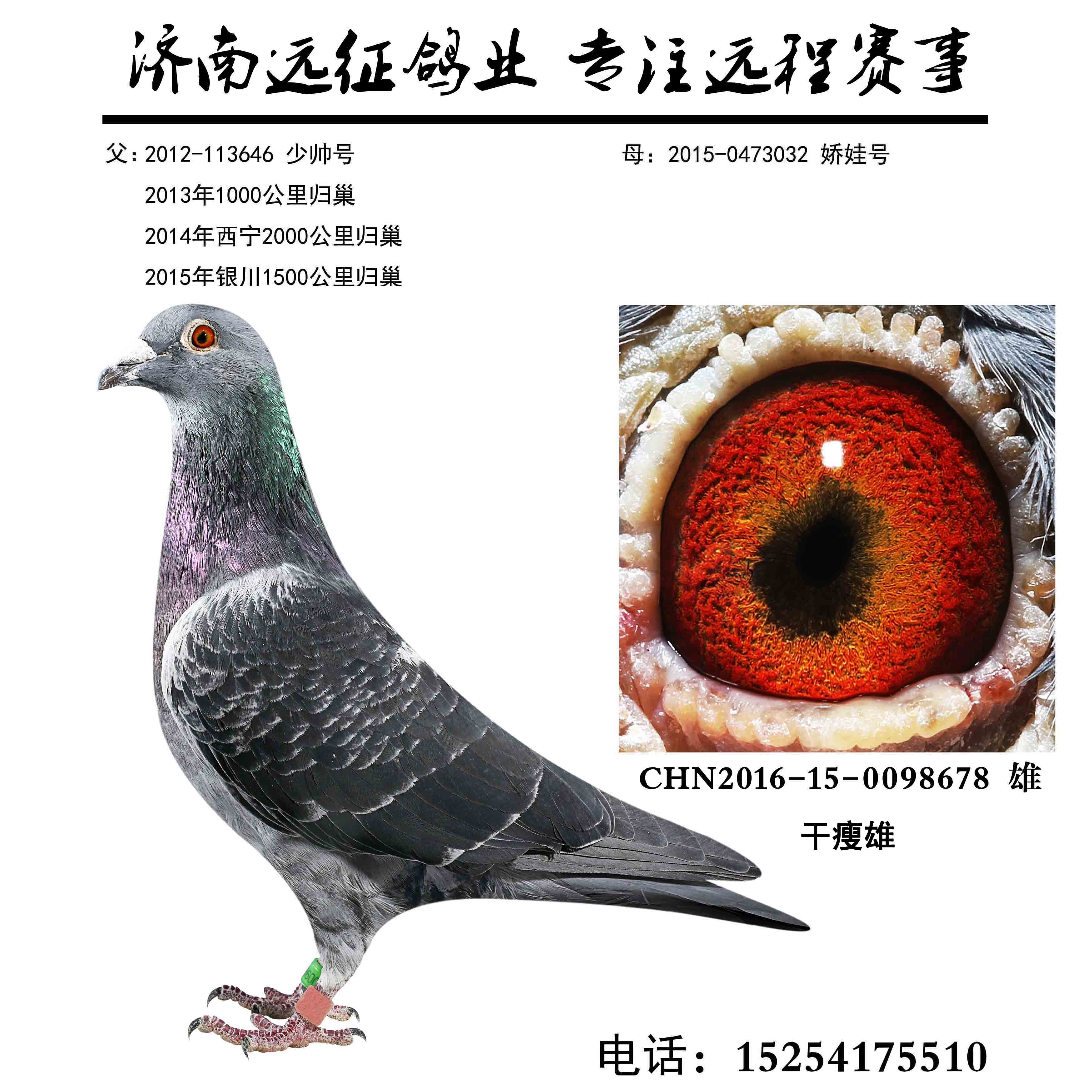 信鸽在线拍卖平台 - 中国信鸽信息网