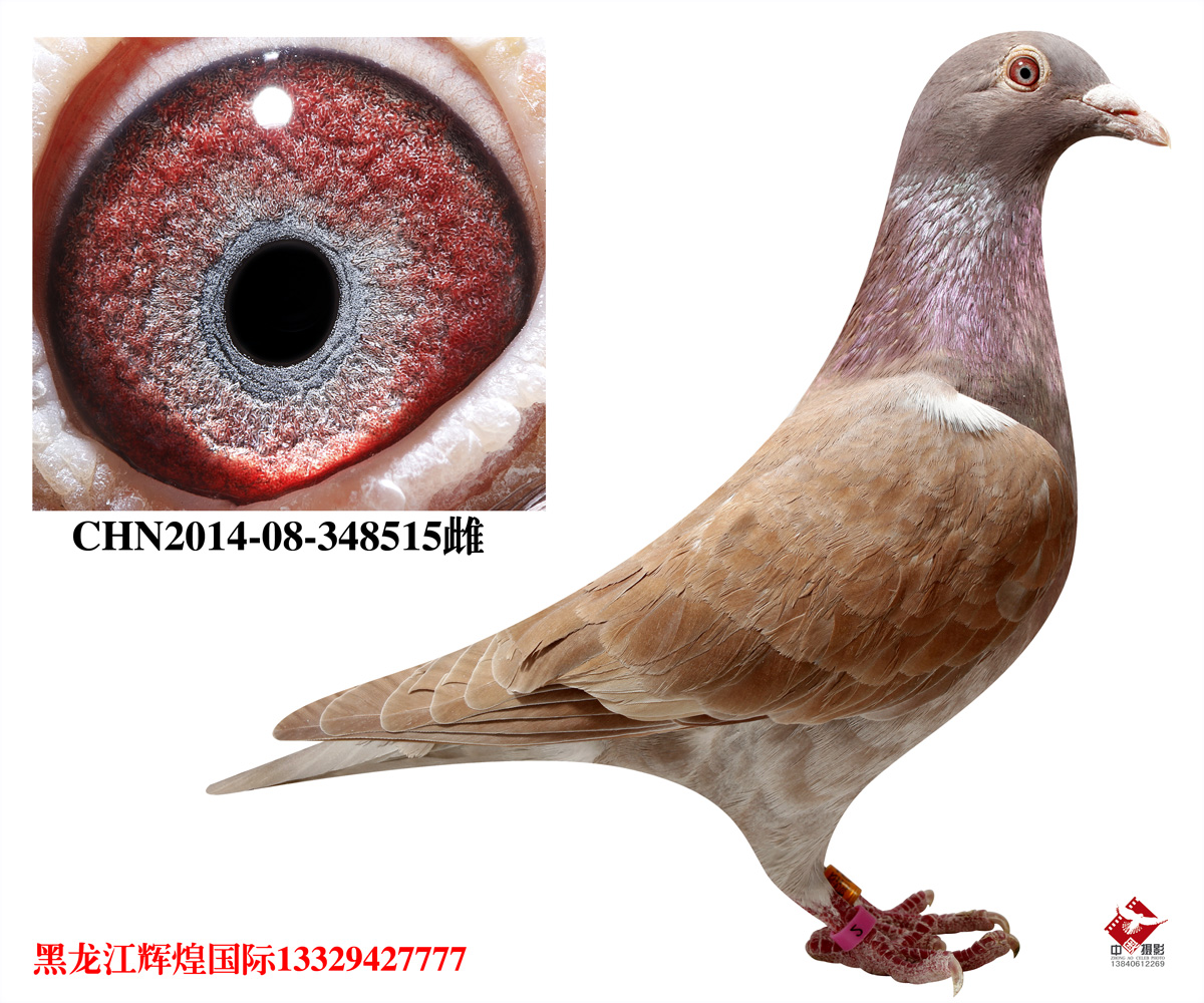 信鸽在线拍卖平台 - 中国信鸽信息网