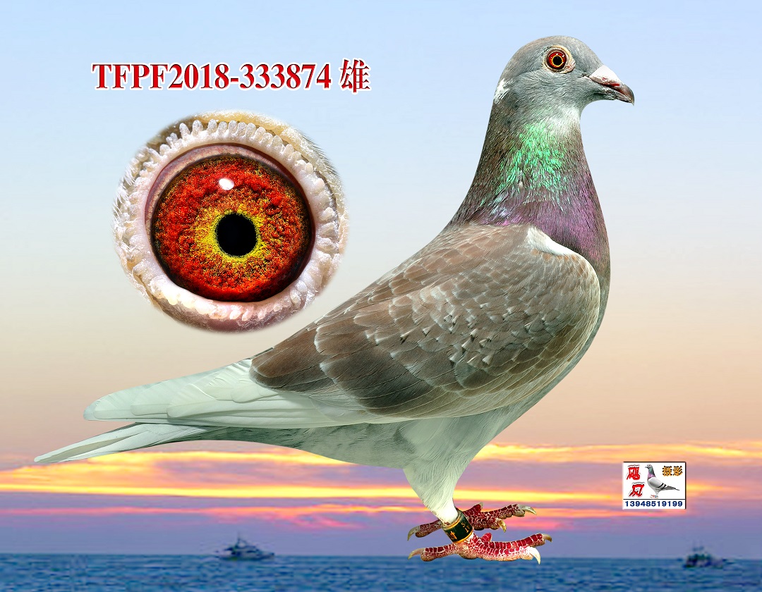 台湾强速鸽舍在线拍鸽