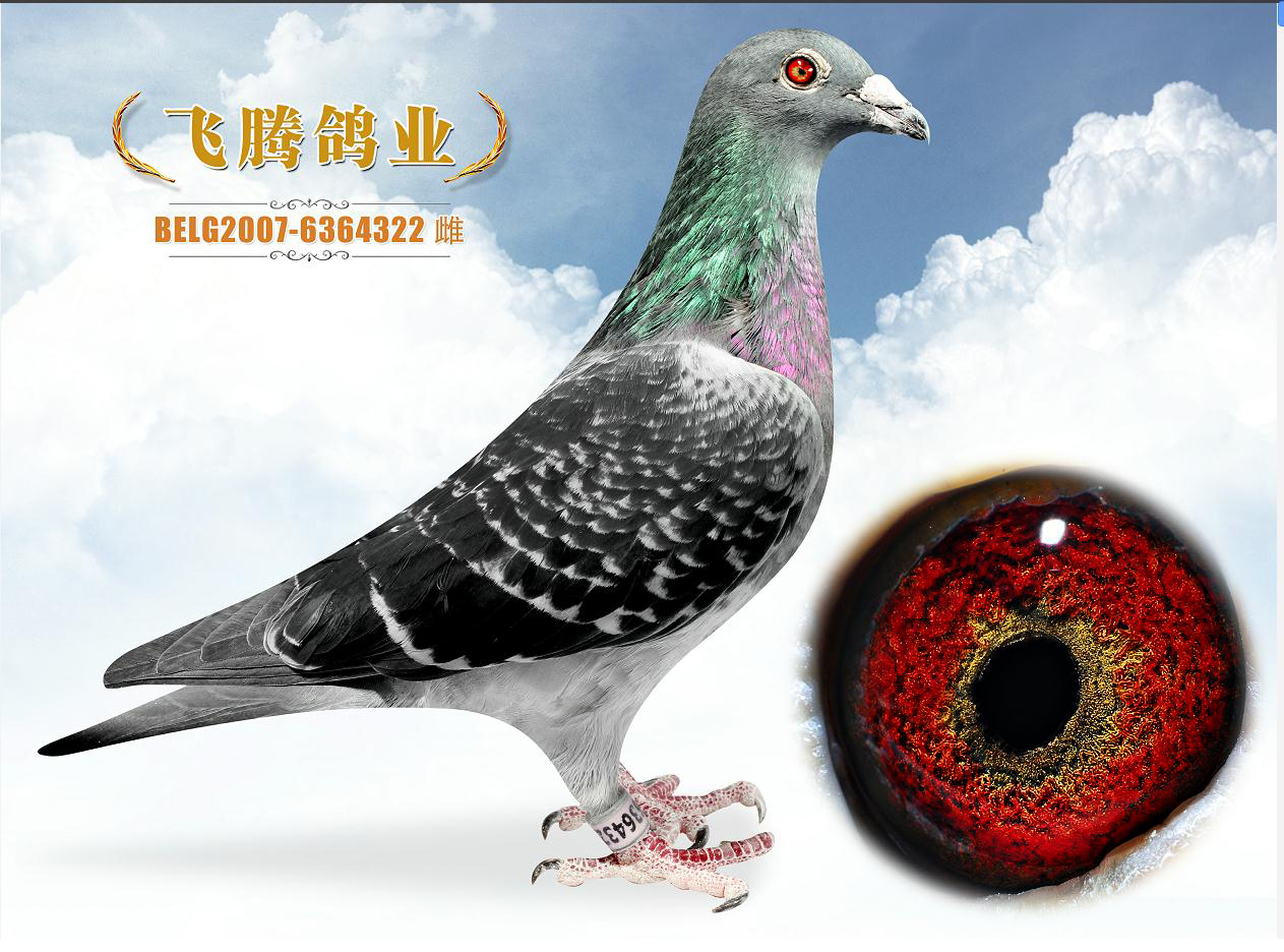 >> 查看拍卖商品