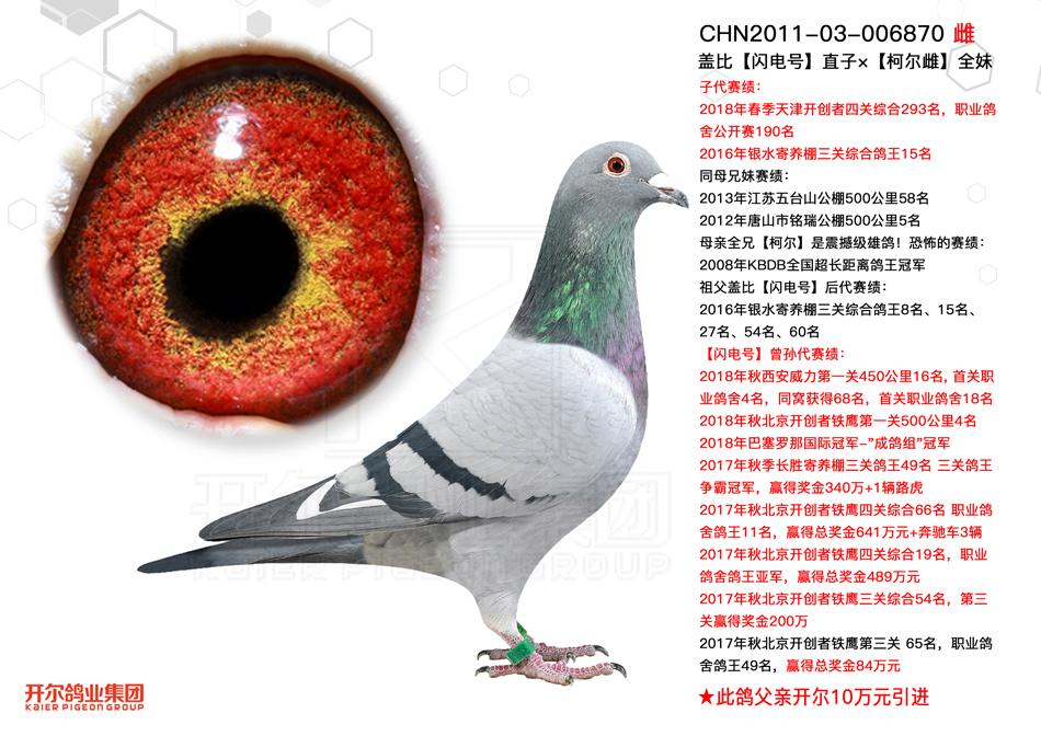 北京王瑜鸽业鸽展示厅图片