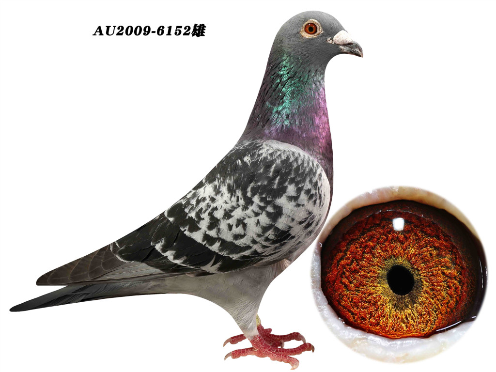 信鸽在线拍卖平台 - 中国信鸽信息网