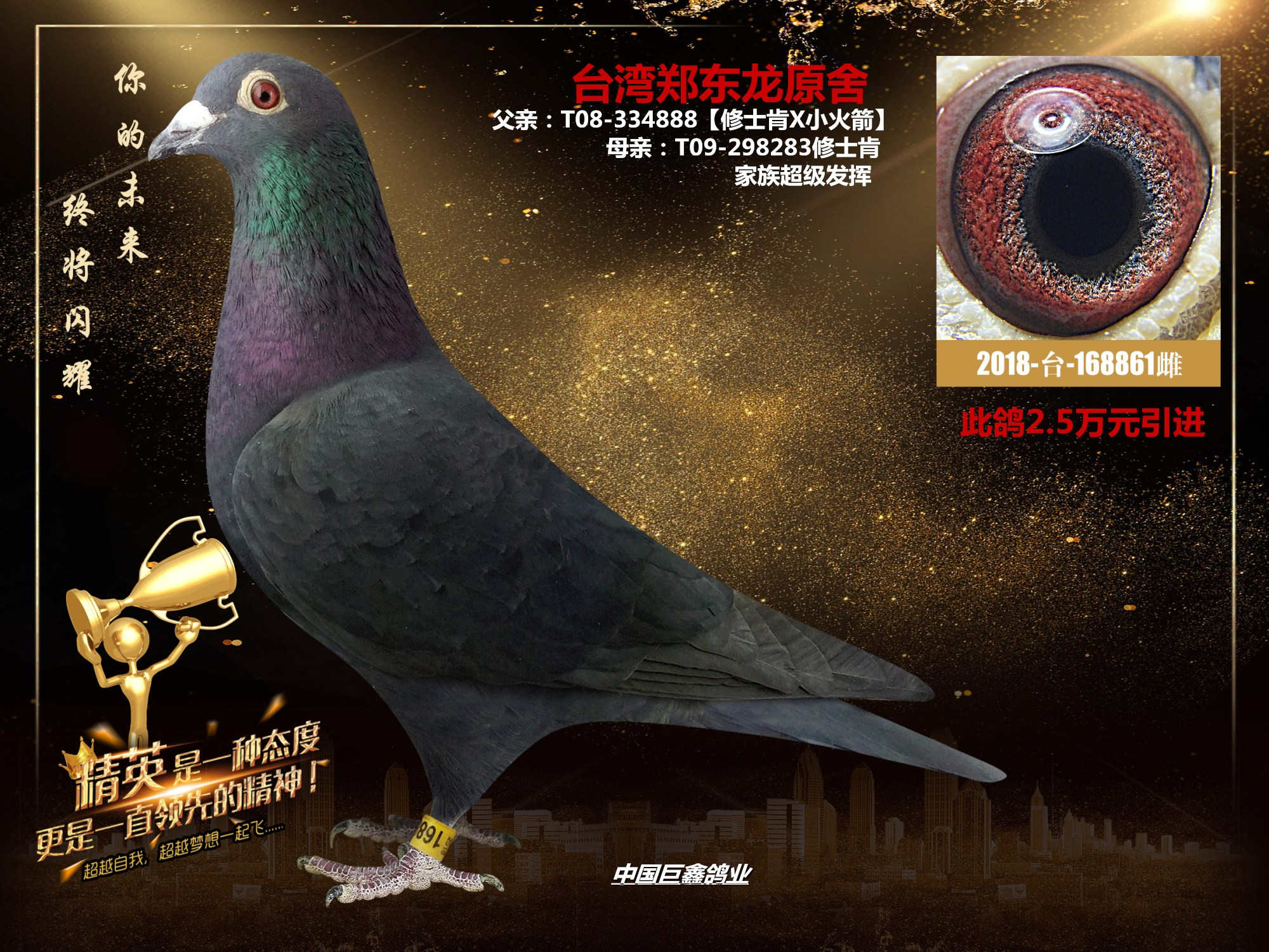 台湾郑东龙种鸽图片