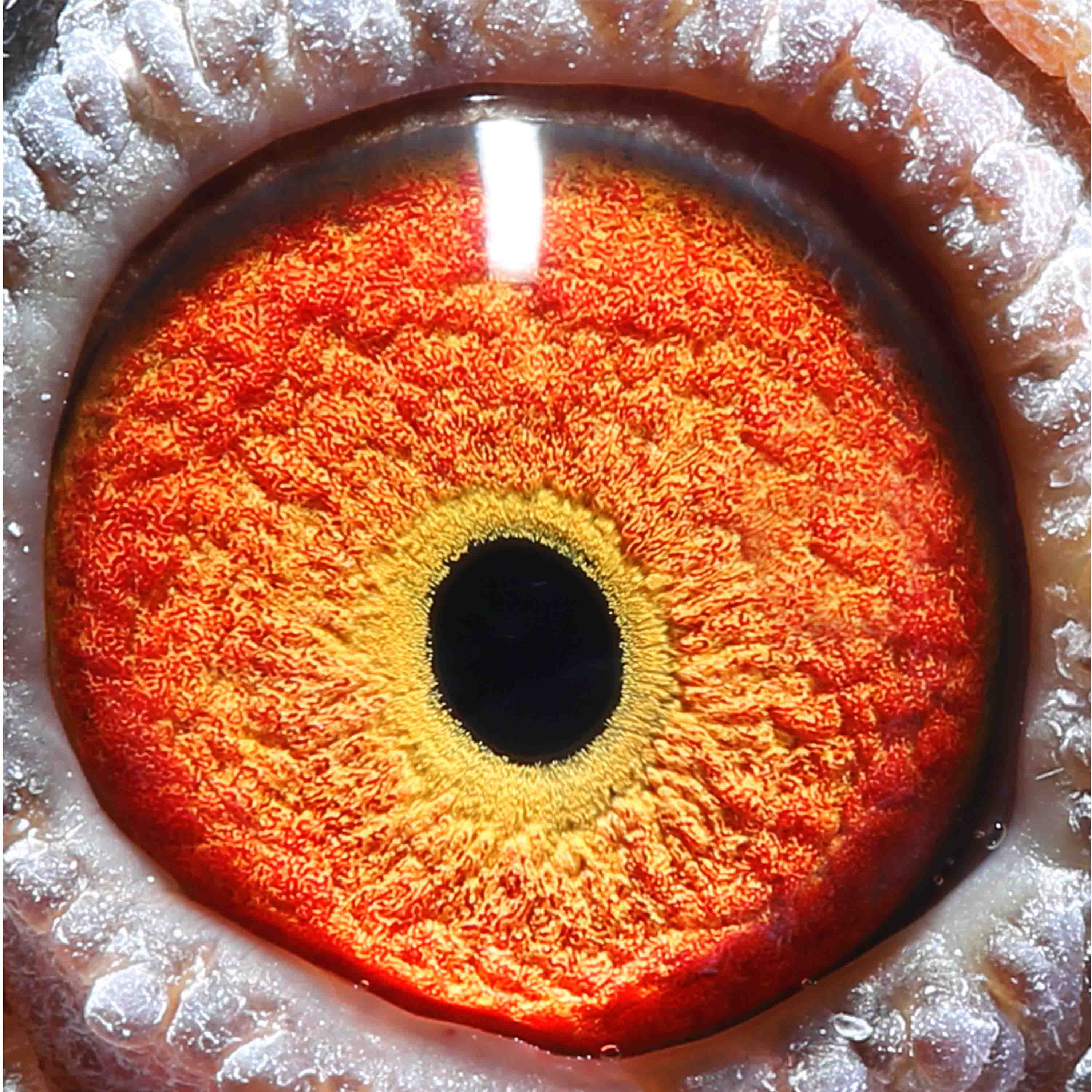 济南远征鸽业在线拍鸽