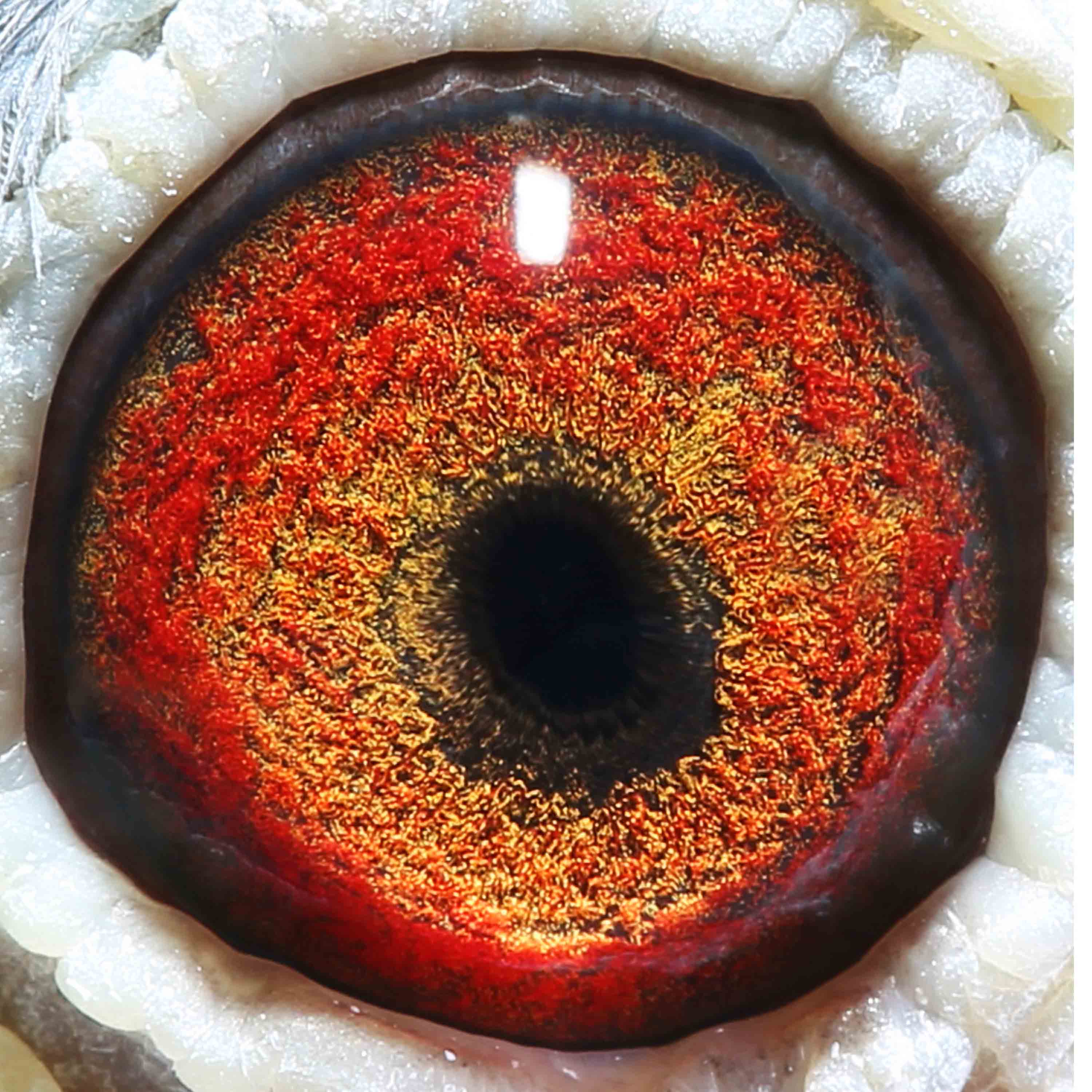 信鸽拍卖首页 拍卖专题 >> 查看拍卖商品 相关图片         商品信息