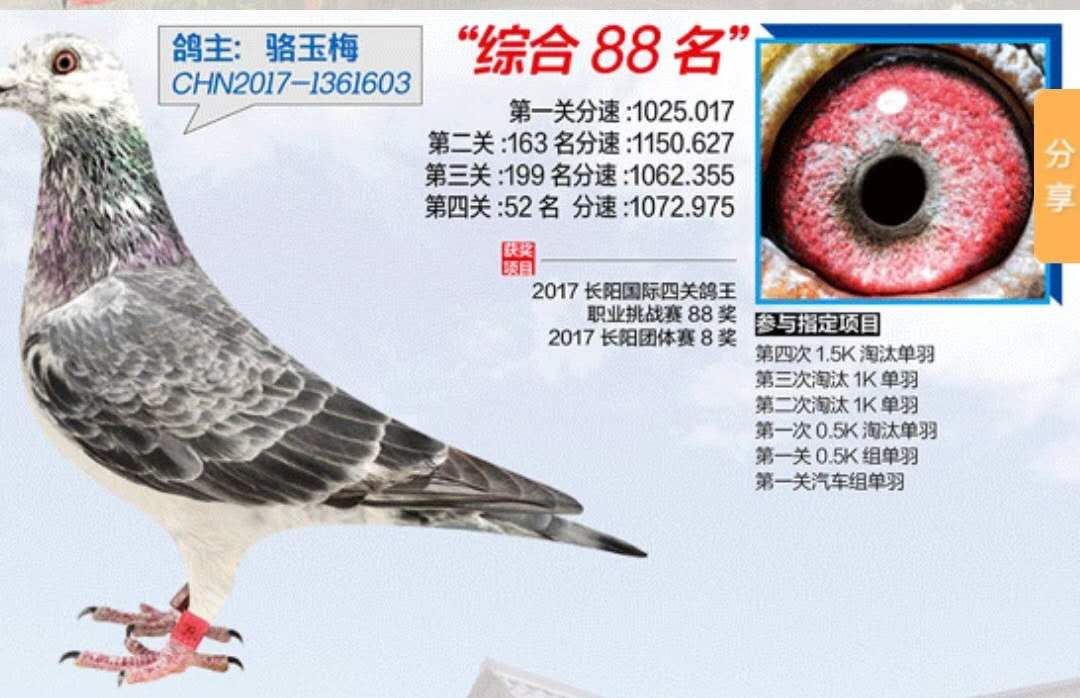 北京骆玉梅冠军鸽图片图片