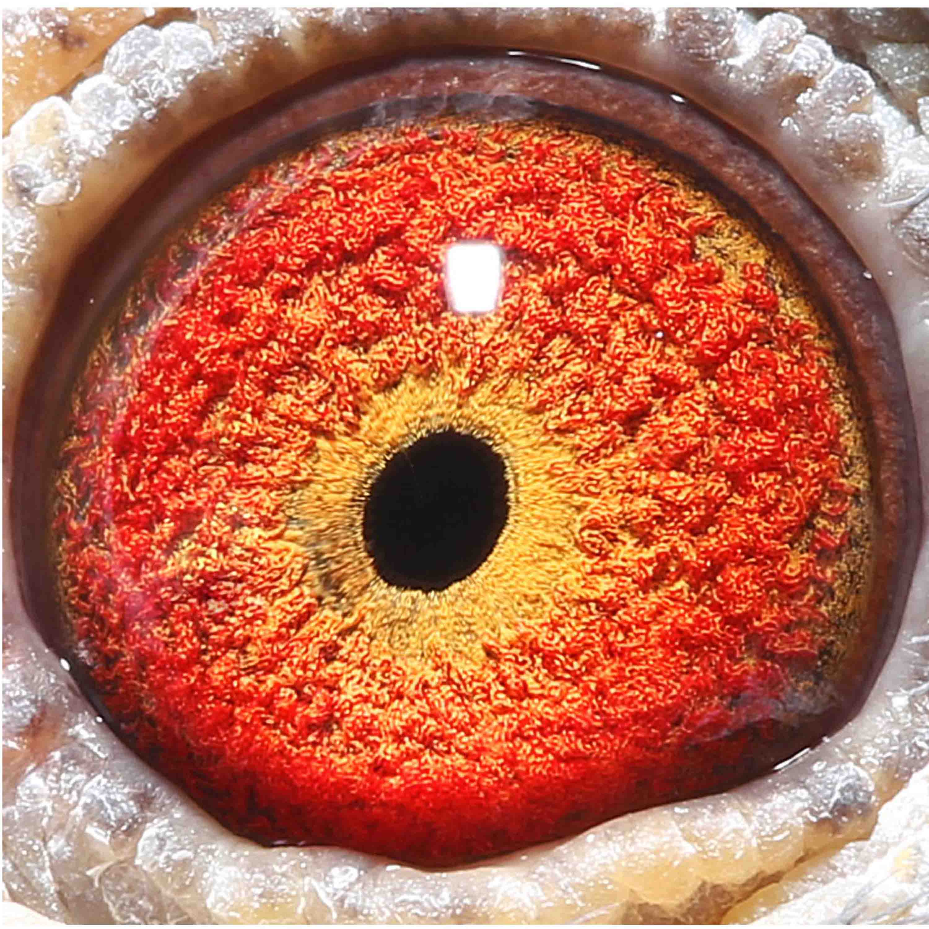 信鸽在线拍卖平台 - 中国信鸽信息网