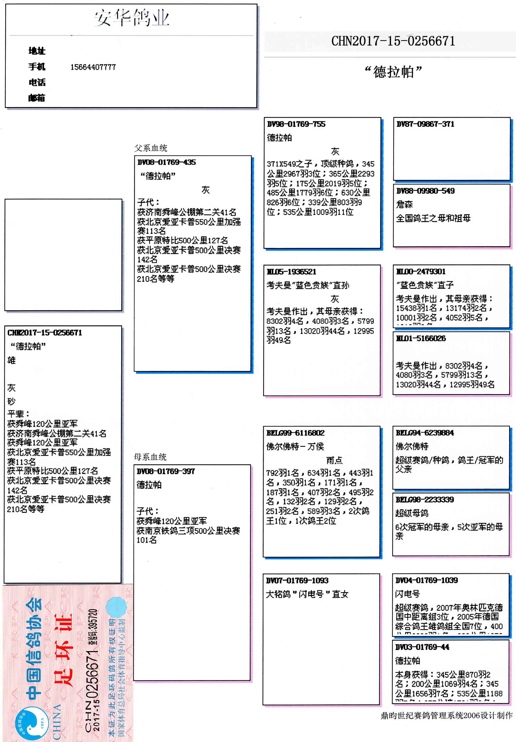 安华鸽业种鸽图片图片