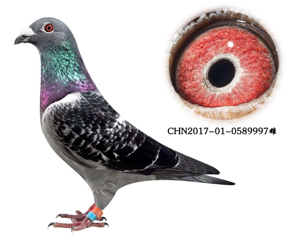 信鸽在线拍卖平台 - 中国信鸽信息网