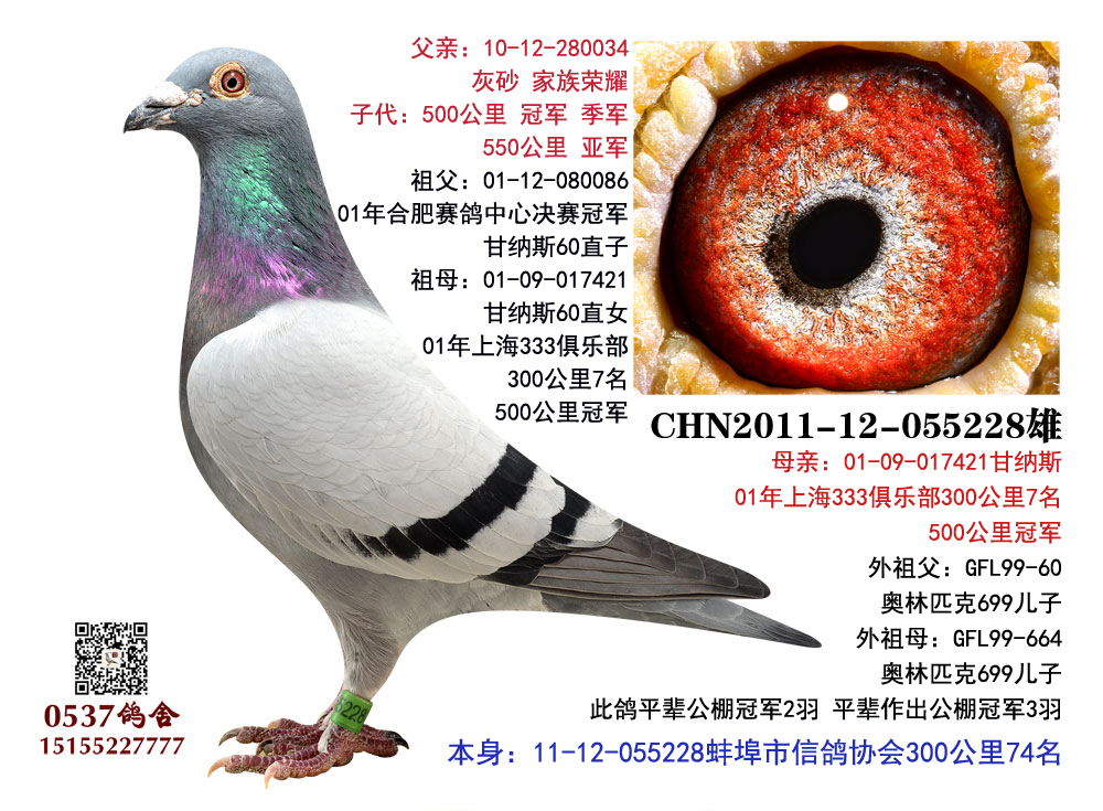 甘纳斯 鸽王父亲