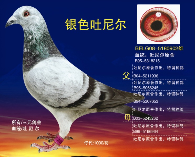 新疆观赏鸽出售图片