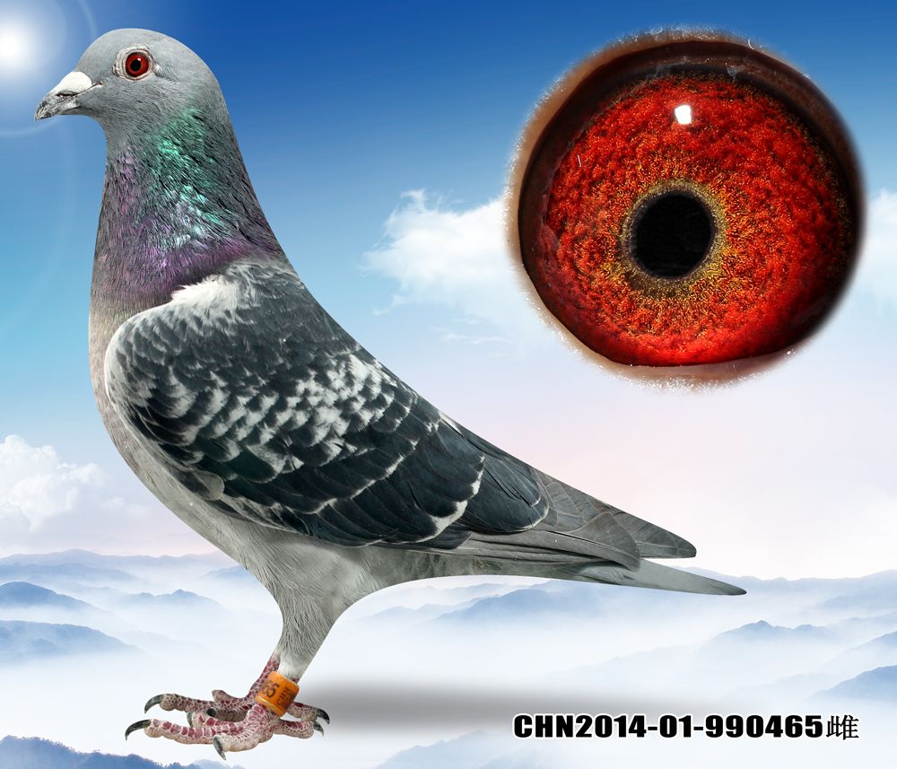 信鸽拍卖首页 拍卖专题 >> 查看拍卖商品 相关图片 目前尚无图片!