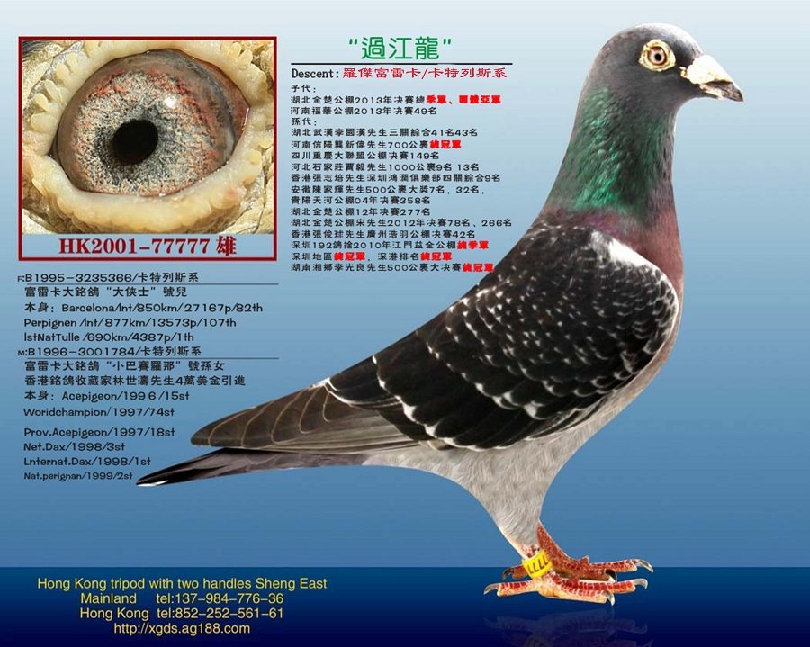 信鸽在线拍卖平台 - 中国信鸽信息网