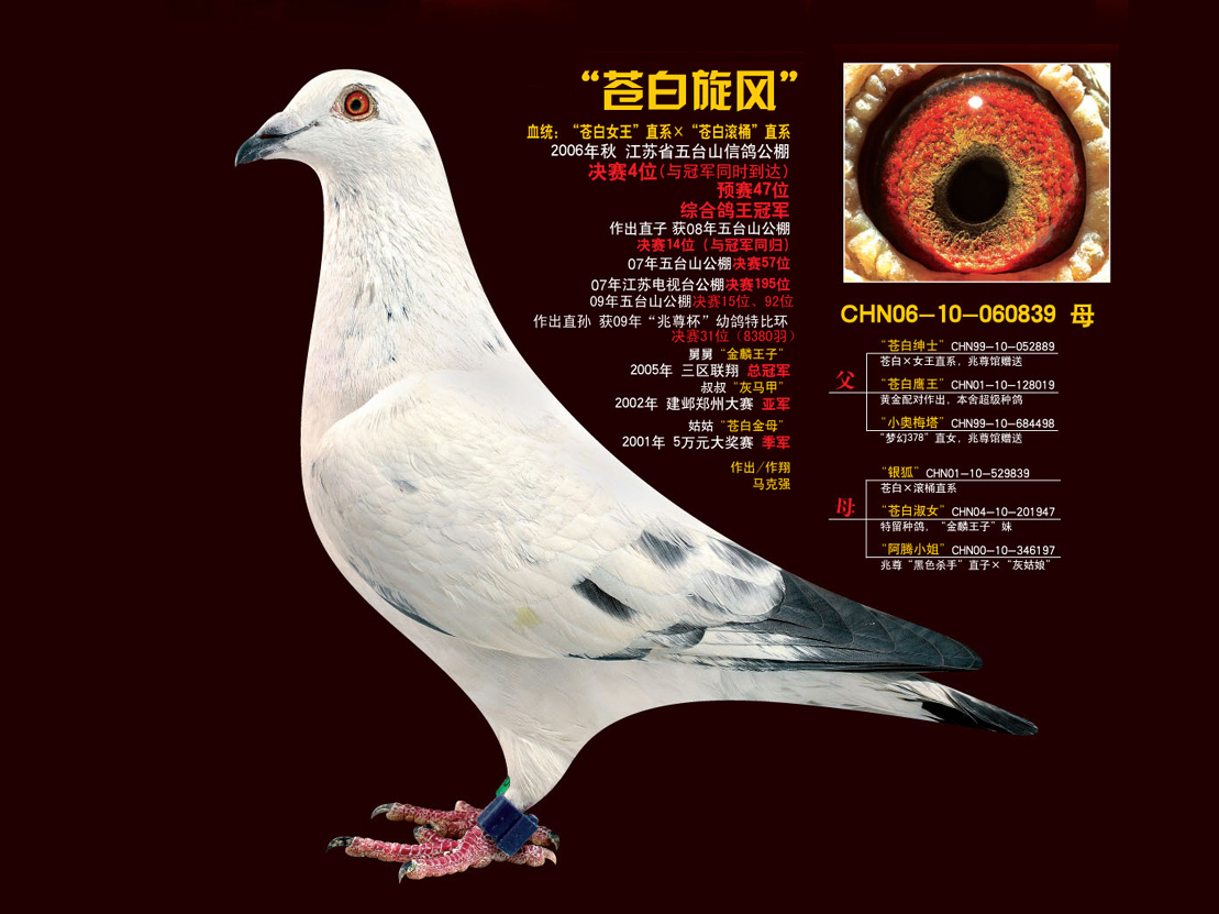 信鸽在线拍卖平台 - 中国信鸽信息网