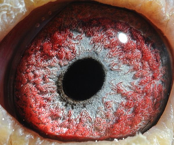 信鸽拍卖首页 拍卖专题 >> 查看拍卖商品 商品编号: 809825  数量: 1