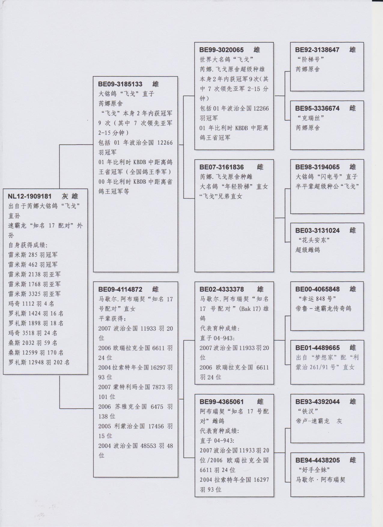 信鸽在线拍卖平台 - 中国信鸽信息网