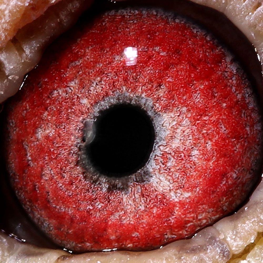 信鸽在线拍卖平台 - 中国信鸽信息网